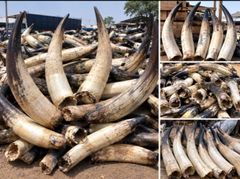 Raw Cow Horns (Black & White) - Image 1